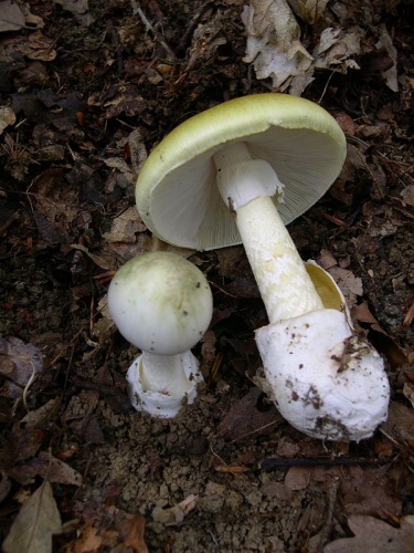 Amanita phalloides © <a href="//commons.wikimedia.org/wiki/User:Archenzo" title="User:Archenzo">Archenzo</a>