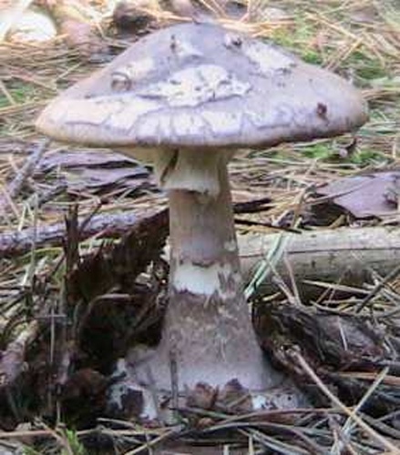 Amanita porphyria © 