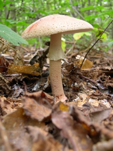 Amanita rubescens f. annulosulfurea © No machine-readable author provided. <a href="//commons.wikimedia.org/wiki/User:Archenzo" title="User:Archenzo">Archenzo</a> assumed (based on copyright claims).