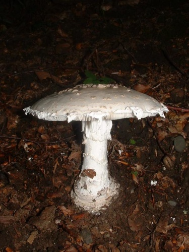 Amanita strobiliformis © 