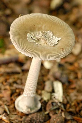 Amanita submembranacea &copy; James Lindsey