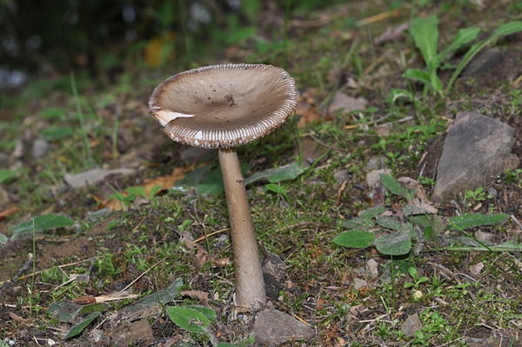 Amanita vaginata &copy; <a href="//commons.wikimedia.org/wiki/User:Quartl" title="User:Quartl">Quartl</a>