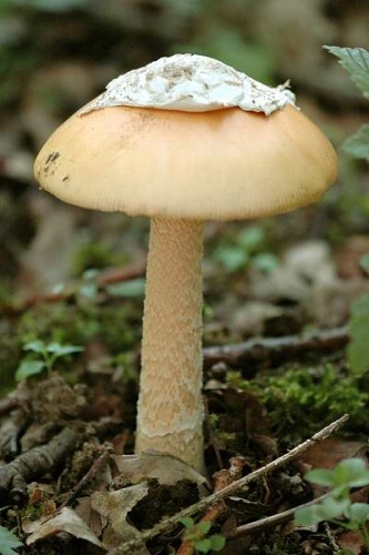Amanita crocea © James Lindsey