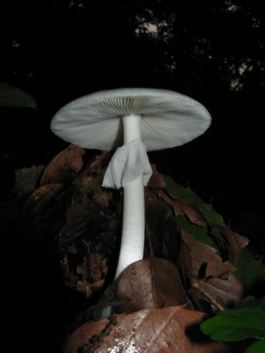 Amanita verna © <a href="//commons.wikimedia.org/wiki/User:Pieria" title="User:Pieria">Pieria</a>(Uploader and Photographer)
