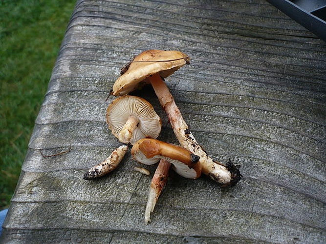 Limacella delicata © This image was created by user <a rel="nofollow" class="external text" href="https://mushroomobserver.org/observer/show_user/1093">Gerhard Koller (Gerhard)</a> at <a rel="nofollow" class="external text" href="https://mushroomobserver.org">Mushroom Observer</a>, a source for mycological images.<br>You can contact this user <a rel="nofollow" class="external text" href="https://mushroomobserver.org/observer/ask_user_question/1093">here</a>.