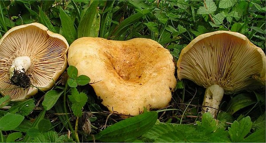 Lactarius acerrimus &copy; <a rel="nofollow" class="external text" href="https://mushroomobserver.org/observer/show_user/442">Irene Andersson (irenea)</a>