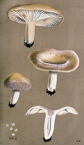 Lactarius aspideus &copy; Mordecai Cubitt Cooke
