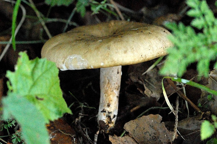 Lactarius azonites &copy; James Lindsey
