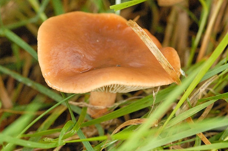 Lactarius fulvissimus &copy; James Lindsey