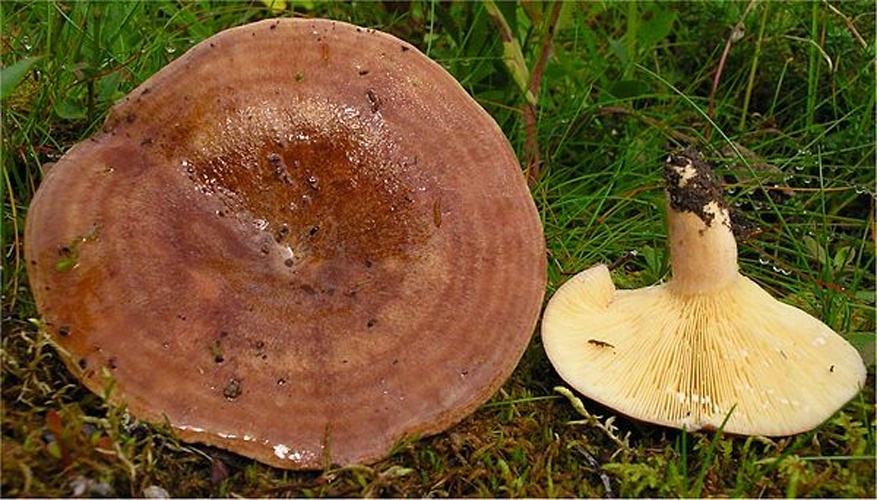 Lactarius hysginus &copy; <a rel="nofollow" class="external text" href="https://mushroomobserver.org/observer/show_user/442">Irene Andersson (irenea)</a>