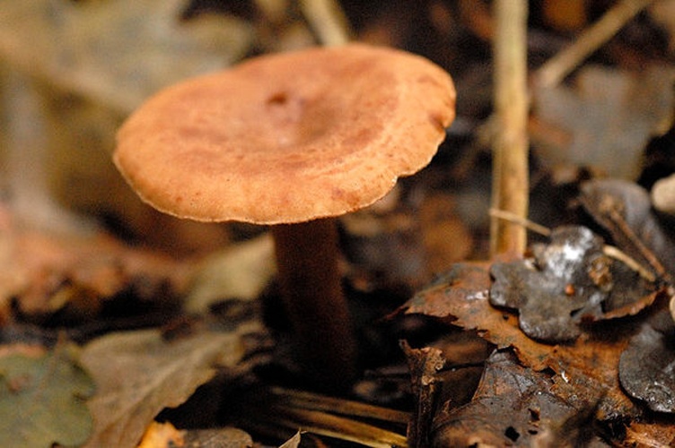 Lactarius lacunarum &copy; James Lindsey