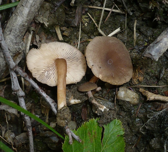 Lactarius lepidotus © <a rel="nofollow" class="external text" href="https://mushroomobserver.org/observer/show_user/1093">Gerhard Koller (Gerhard)</a>