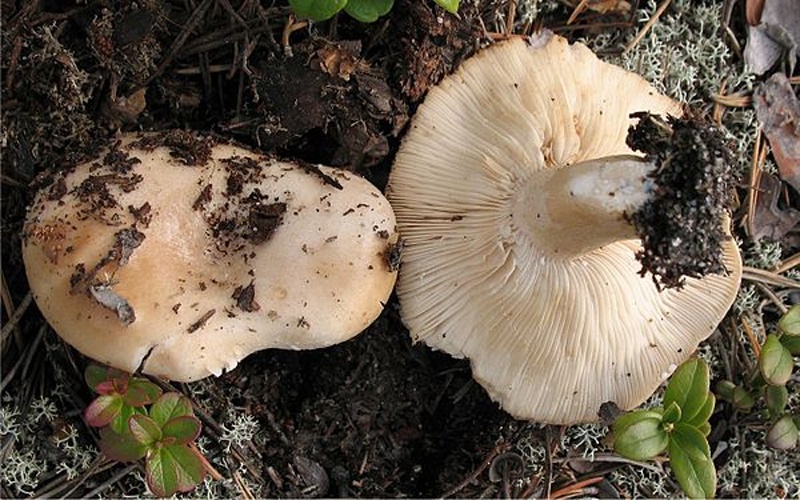 Lactarius musteus © Irene Andersson (irenea)