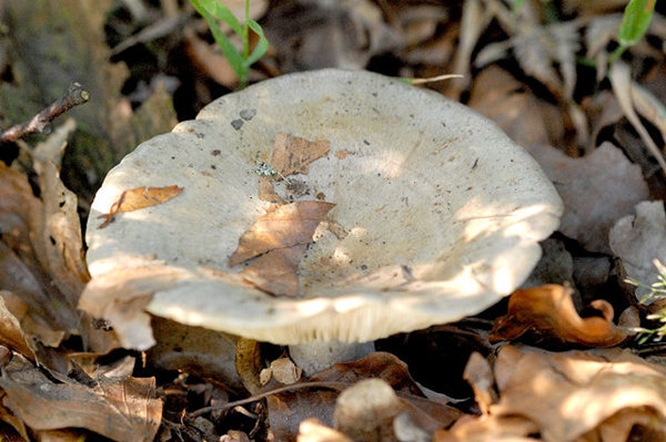Lactarius pallidus &copy; James Lindsey