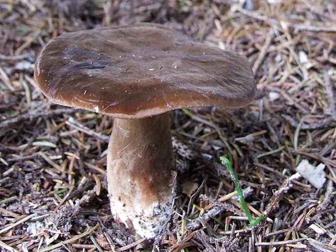 Lactarius picinus &copy; Jerzy Opioła