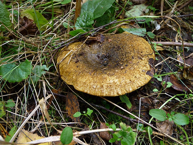 Lactarius turpis © <a href="//commons.wikimedia.org/wiki/User:George_Chernilevsky" title="User:George Chernilevsky">George Chernilevsky</a>