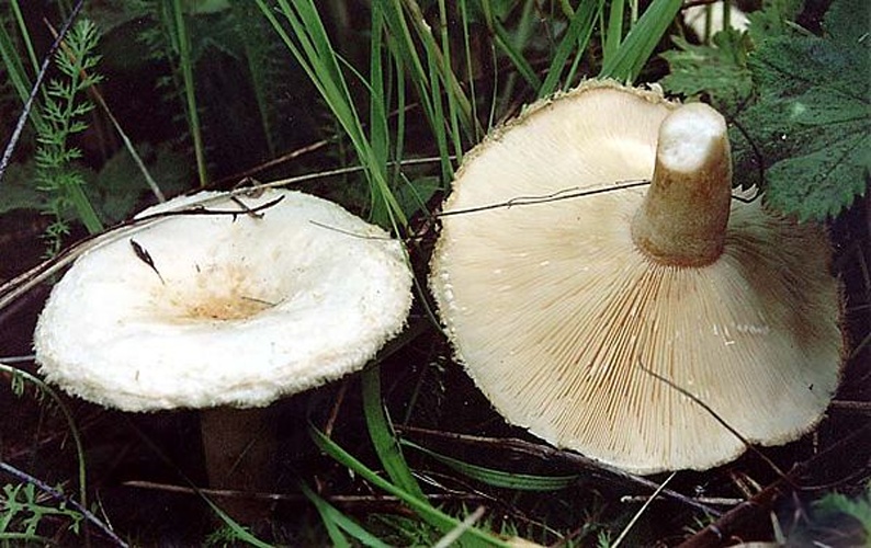 Lactarius pubescens &copy; Игорь Лебединский