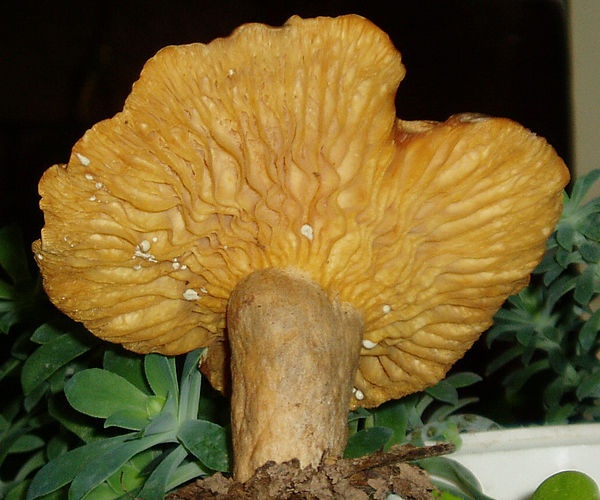 Lactarius pyrogalus © <a rel="nofollow" class="external text" href="https://mushroomobserver.org/observer/show_user/374">Adnan Sinar</a>