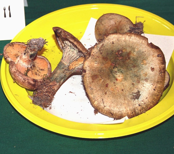 Lactarius quieticolor &copy; <a href="//commons.wikimedia.org/wiki/User:Karelj" title="User:Karelj">Karelj</a>