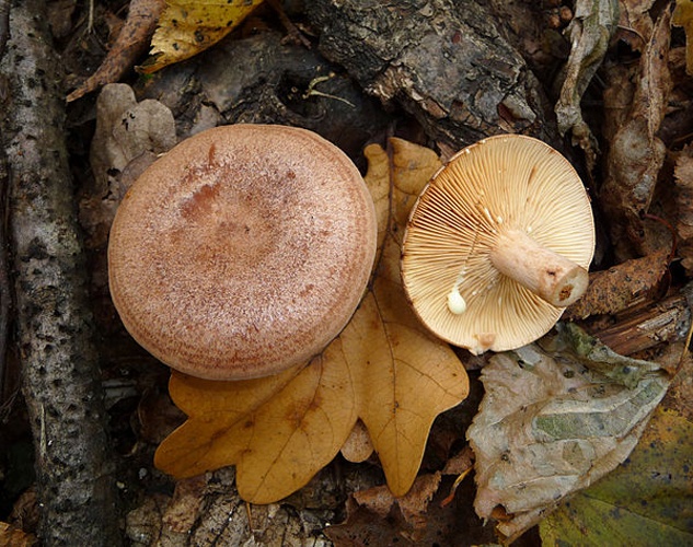 Lactarius quietus &copy; <a href="//commons.wikimedia.org/wiki/User:George_Chernilevsky" title="User:George Chernilevsky">George Chernilevsky</a>