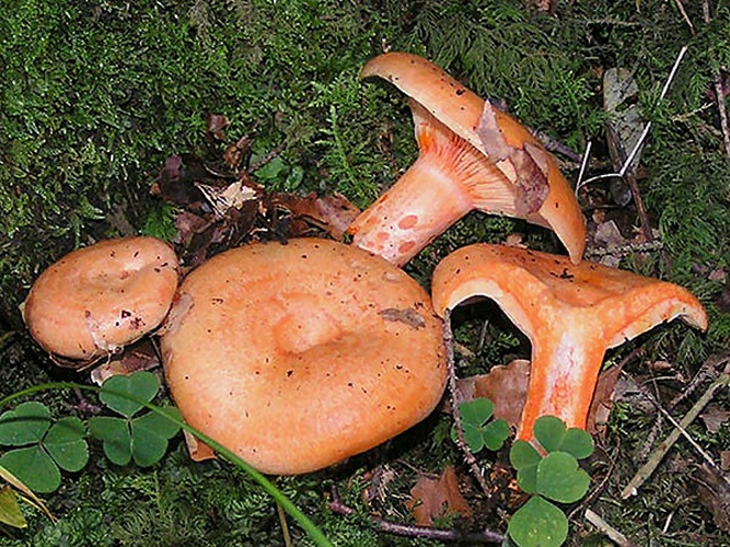 Lactarius salmonicolor &copy; <ul>
<li>
<a href="//commons.wikimedia.org/wiki/File:Lactarius_salmonicolor.jpg" title="File:Lactarius salmonicolor.jpg">Lactarius_salmonicolor.jpg</a>: <a href="//commons.wikimedia.org/w/index.php?title=User:Ericsteinert&amp;action=edit&amp;redlink=1" class="new" title="User:Ericsteinert (page does not exist)">Eric Steinert</a>
</li>
<li>derivative work: <a href="//commons.wikimedia.org/w/index.php?title=User:Ak_ccm&amp;action=edit&amp;redlink=1" class="new" title="User:Ak ccm (page does not exist)">Ak ccm</a> (<a href="//commons.wikimedia.org/wiki/User_talk:Ak_ccm" title="User talk:Ak ccm"><span class="signature-talk">talk</span></a>)</li>
</ul>