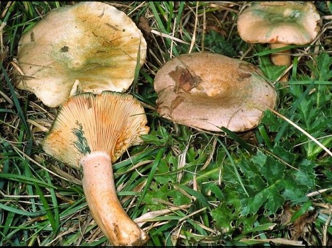 Lactarius semisanguifluus &copy; <a href="//commons.wikimedia.org/w/index.php?title=User:Markus_Wilhelm&amp;action=edit&amp;redlink=1" class="new" title="User:Markus Wilhelm (page does not exist)">Markus Wilhelm</a>