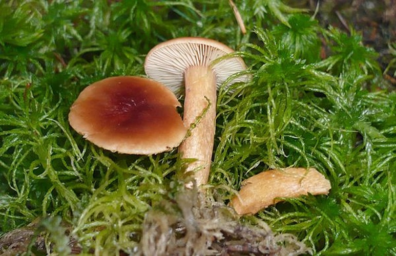 Lactarius sphagneti &copy; This image was created by user <a rel="nofollow" class="external text" href="https://mushroomobserver.org/observer/show_user/1093">Gerhard Koller (Gerhard)</a> at <a rel="nofollow" class="external text" href="https://mushroomobserver.org">Mushroom Observer</a>, a source for mycological images.<br>You can contact this user <a rel="nofollow" class="external text" href="https://mushroomobserver.org/observer/ask_user_question/1093">here</a>.