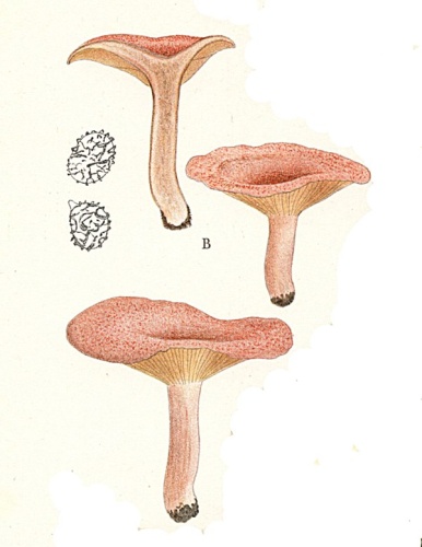 Lactarius spinosulus © J.E.Lange