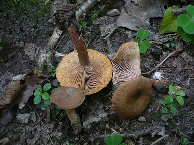 Lactarius subumbonatus © <a rel="nofollow" class="external text" href="https://mushroomobserver.org/observer/show_user/1093">Gerhard Koller (Gerhard)</a>
