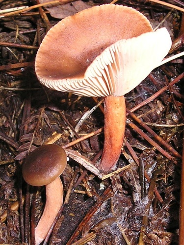 Lactarius tabidus &copy; 