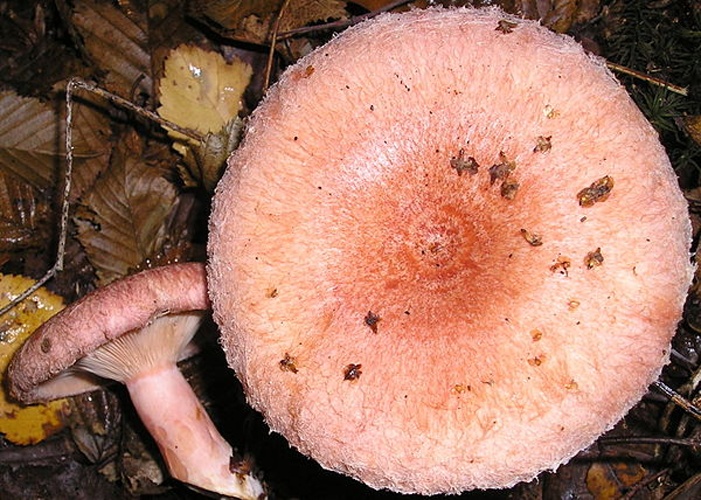 Lactarius torminosus © <a href="//commons.wikimedia.org/wiki/User:Strobilomyces" title="User:Strobilomyces">Strobilomyces</a>