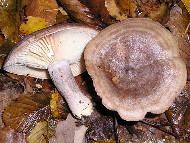 Lactarius vietus © 