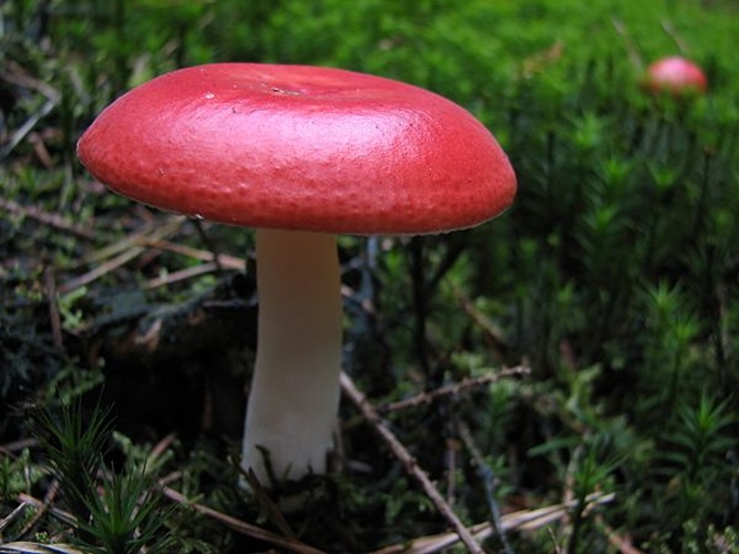 Russula adulterina © <a href="//commons.wikimedia.org/wiki/User:Dohduhdah" title="User:Dohduhdah">Dohduhdah</a>