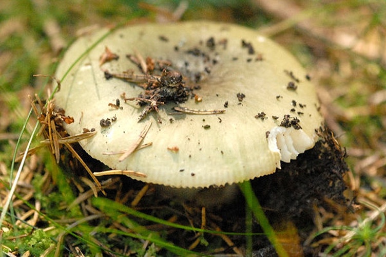 Russula aeruginea © James Lindsey