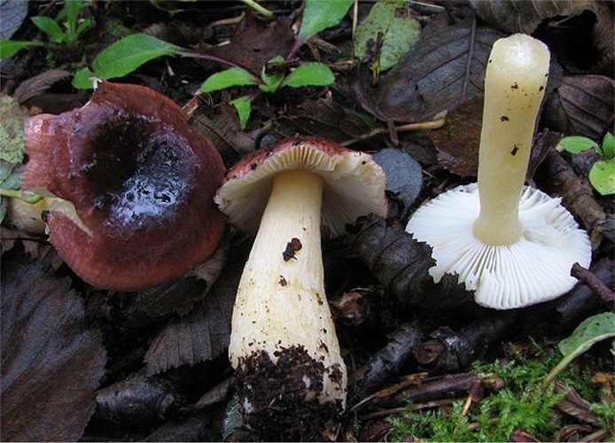 Russula alnetorum &copy; This image was created by user <a rel="nofollow" class="external text" href="https://mushroomobserver.org/observer/show_user/442">Irene Andersson (irenea)</a> at <a rel="nofollow" class="external text" href="https://mushroomobserver.org">Mushroom Observer</a>, a source for mycological images.<br>You can contact this user <a rel="nofollow" class="external text" href="https://mushroomobserver.org/observer/ask_user_question/442">here</a>.