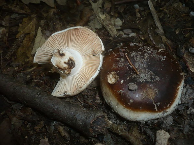Russula anthracina © Gerhard Koller (Gerhard)