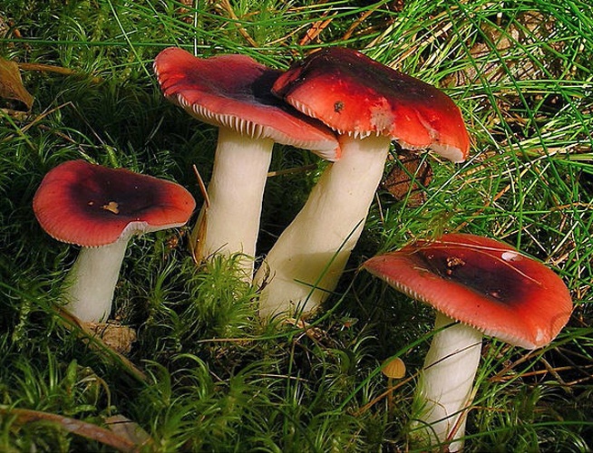 Russula atrorubens &copy; This image was created by user <a rel="nofollow" class="external text" href="https://mushroomobserver.org/observer/show_user/442">Irene Andersson (irenea)</a> at <a rel="nofollow" class="external text" href="https://mushroomobserver.org">Mushroom Observer</a>, a source for mycological images.<br>You can contact this user <a rel="nofollow" class="external text" href="https://mushroomobserver.org/observer/ask_user_question/442">here</a>.