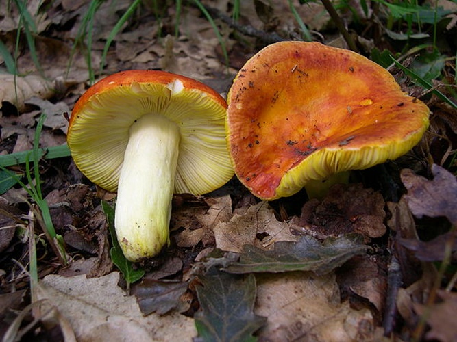 Russula aurea &copy; <a href="//commons.wikimedia.org/wiki/User:Archenzo" title="User:Archenzo">archenzo</a>