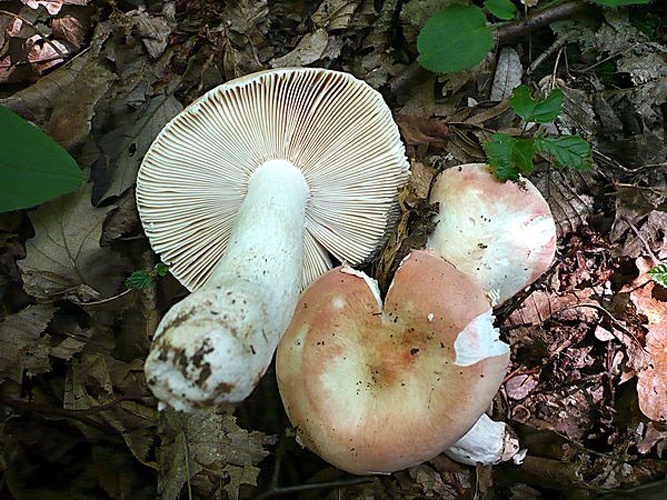 Russula aurora © This image was created by user <a rel="nofollow" class="external text" href="https://mushroomobserver.org/observer/show_user/1093">Gerhard Koller (Gerhard)</a> at <a rel="nofollow" class="external text" href="https://mushroomobserver.org">Mushroom Observer</a>, a source for mycological images.<br>You can contact this user <a rel="nofollow" class="external text" href="https://mushroomobserver.org/observer/ask_user_question/1093">here</a>.