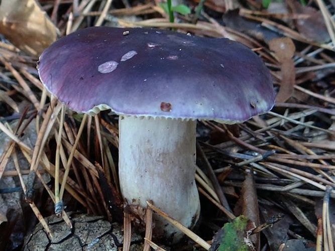 Russula azurea © <a href="//commons.wikimedia.org/wiki/User:Selso" title="User:Selso">Jerzy Opioła</a>