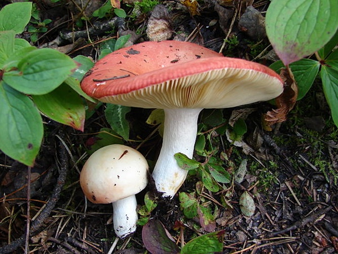 Russula laeta © This image was created by user <a rel="nofollow" class="external text" href="https://mushroomobserver.org/observer/show_user/%7B%7B%7B1%7D%7D%7D">Copyright ©2008 jrussula</a> at <a rel="nofollow" class="external text" href="https://mushroomobserver.org">Mushroom Observer</a>, a source for mycological images.<br>You can contact this user <a rel="nofollow" class="external text" href="https://mushroomobserver.org/observer/ask_user_question/%7B%7B%7B1%7D%7D%7D">here</a>.
