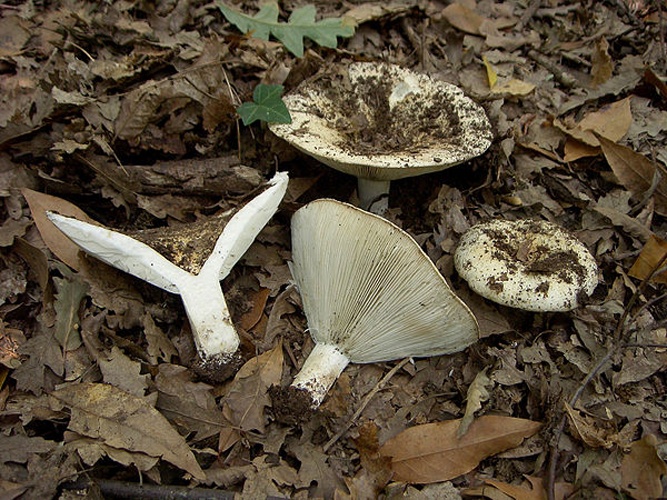 Russula chloroides © <a href="//commons.wikimedia.org/w/index.php?title=User:Bernypisa&amp;action=edit&amp;redlink=1" class="new" title="User:Bernypisa (page does not exist)">Bernypisa</a>