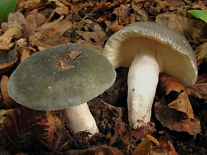 Russula cyanoxantha &copy; <ul>
<li>
<a href="//commons.wikimedia.org/wiki/File:Russule_charbonniere.jpg" title="File:Russule charbonniere.jpg">Russule_charbonniere.jpg</a>: <a href="//commons.wikimedia.org/wiki/User:MediAtta" title="User:MediAtta">MediAtta</a>
</li>
<li>derivative work: <a href="//commons.wikimedia.org/w/index.php?title=User:Ak_ccm&amp;action=edit&amp;redlink=1" class="new" title="User:Ak ccm (page does not exist)">Ak ccm</a> (<a href="//commons.wikimedia.org/wiki/User_talk:Ak_ccm" title="User talk:Ak ccm"><span class="signature-talk">talk</span></a>)</li>
</ul>