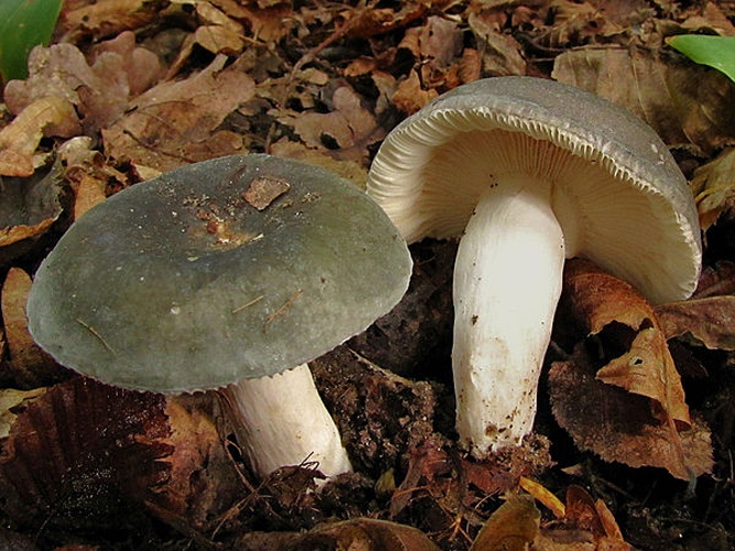 Russula cyanoxantha © <ul>
<li>
<a href="//commons.wikimedia.org/wiki/File:Russule_charbonniere.jpg" title="File:Russule charbonniere.jpg">Russule_charbonniere.jpg</a>: <a href="//commons.wikimedia.org/wiki/User:MediAtta" title="User:MediAtta">MediAtta</a>
</li>
<li>derivative work: <a href="//commons.wikimedia.org/w/index.php?title=User:Ak_ccm&amp;action=edit&amp;redlink=1" class="new" title="User:Ak ccm (page does not exist)">Ak ccm</a> (<a href="//commons.wikimedia.org/wiki/User_talk:Ak_ccm" title="User talk:Ak ccm"><span class="signature-talk">talk</span></a>)</li>
</ul>