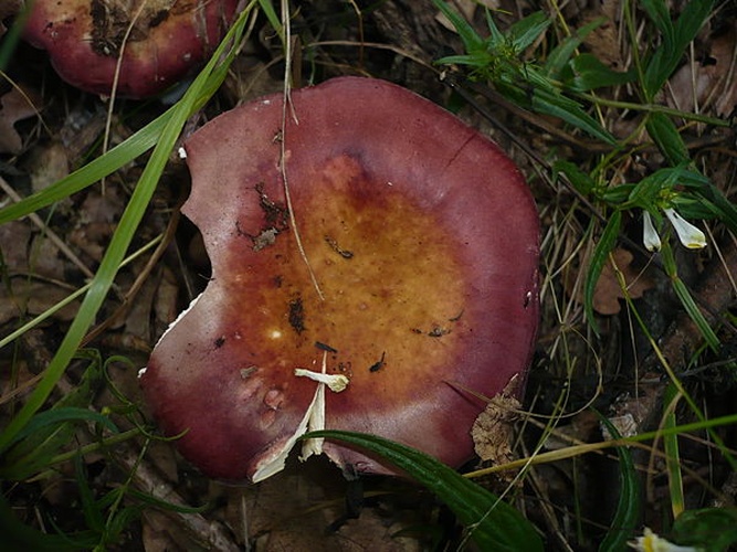Russula decipiens © This image was created by user <a rel="nofollow" class="external text" href="https://mushroomobserver.org/observer/show_user/1093">Gerhard Koller (Gerhard)</a> at <a rel="nofollow" class="external text" href="https://mushroomobserver.org">Mushroom Observer</a>, a source for mycological images.<br>You can contact this user <a rel="nofollow" class="external text" href="https://mushroomobserver.org/observer/ask_user_question/1093">here</a>.