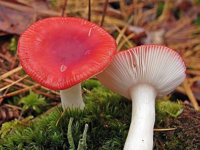 Russula emetica &copy; This image was created by user <a rel="nofollow" class="external text" href="https://mushroomobserver.org/observer/show_user/1964">Bob (Bobzimmer)</a> at <a rel="nofollow" class="external text" href="https://mushroomobserver.org">Mushroom Observer</a>, a source for mycological images.<br>You can contact this user <a rel="nofollow" class="external text" href="https://mushroomobserver.org/observer/ask_user_question/1964">here</a>.