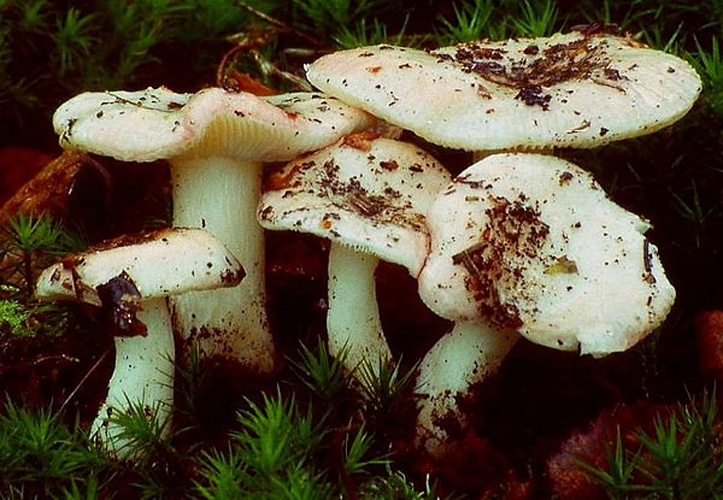 Russula betularum © <a href="https://en.wikipedia.org/wiki/User:Luridiformis" class="extiw" title="wikipedia:User:Luridiformis">Luridiformis</a> at <a href="https://en.wikipedia.org/wiki/" class="extiw" title="wikipedia:">English Wikipedia</a>