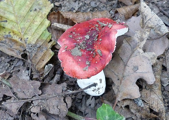 Russula silvestris &copy; <a href="//commons.wikimedia.org/wiki/User:Jean.claude" title="User:Jean.claude">Jean.claude</a>