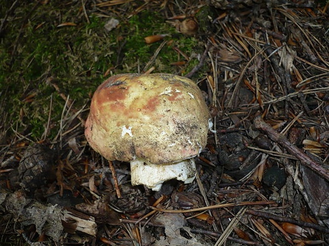 Russula faginea © <a rel="nofollow" class="external text" href="https://mushroomobserver.org/observer/show_user/1093">Gerhard Koller (Gerhard)</a>