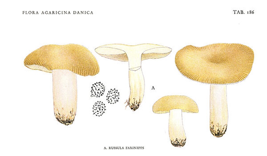 Russula farinipes © J.E.Lange